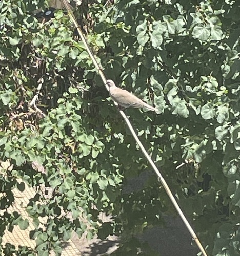 Eurasian Collared-Dove