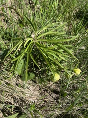 Helleborus multifidus