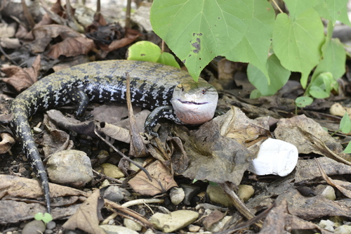 Tiliqua gigas observed 2026-05-26