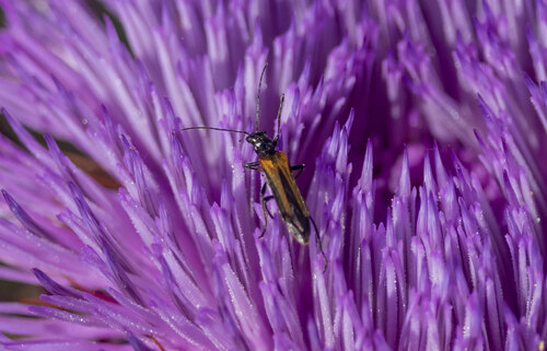 Oedemera simplex