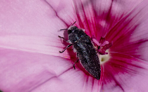 Acmaeodera cylindrica
