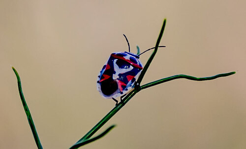red cabbage bug