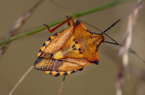 Red Shield Bug