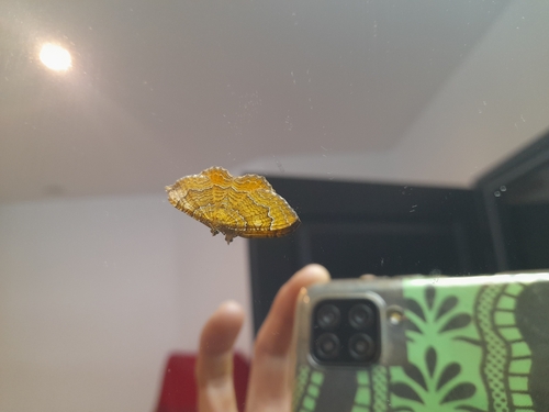 Yellow Shell Moth