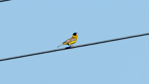 Black-headed Bunting