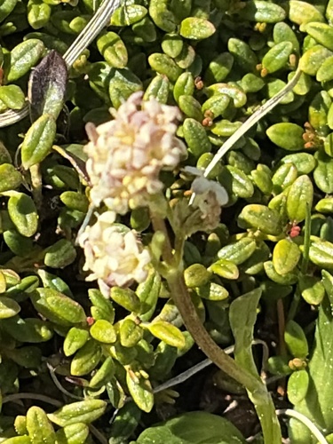 Celtic Spikenard