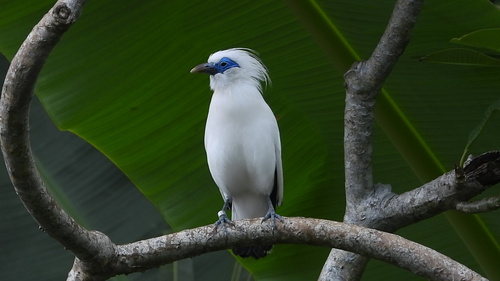 Bali Myna