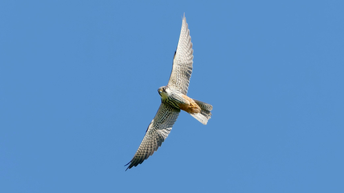 Eurasian Hobby