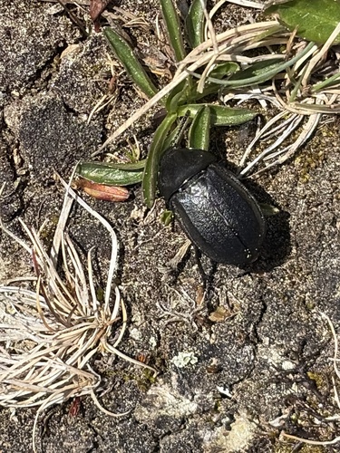 Silpha tyrolensis