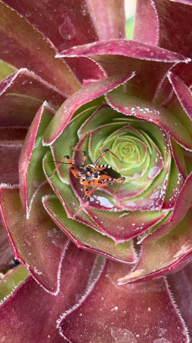 Spotted Assassin Bug
