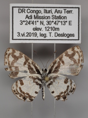 Tuxentius cretosus usemia