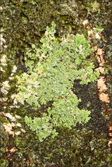Pannaria farinosa