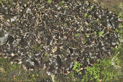 Pseudocyphellaria dissimilis