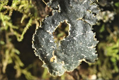 Pseudocyphellaria neglecta