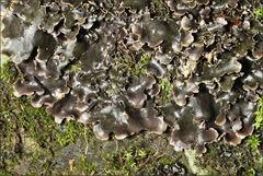 Pseudocyphellaria dissimilis