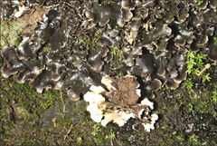 Pseudocyphellaria dissimilis