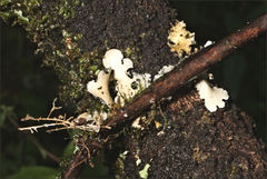 Pseudocyphellaria dissimilis