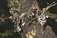 Pseudocyphellaria dissimilis