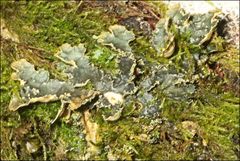 Pseudocyphellaria neglecta
