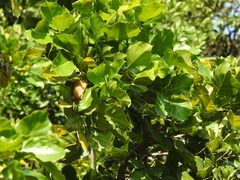 Myotis formosus flavus