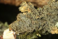 Pseudocyphellaria neglecta