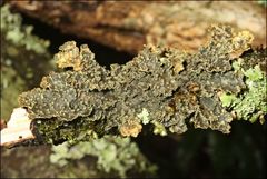 Pseudocyphellaria neglecta