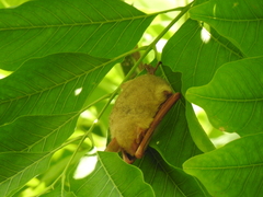 Myotis formosus flavus