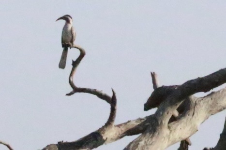Southern Red-billed Hornbill