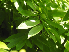 Myotis formosus flavus