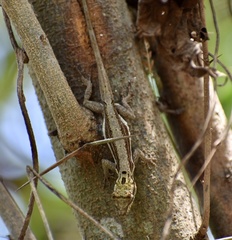 Anolis litoralis