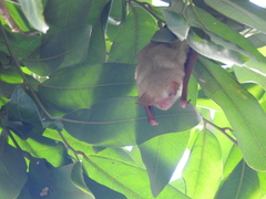 Myotis formosus flavus