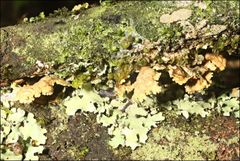 Pseudocyphellaria neglecta