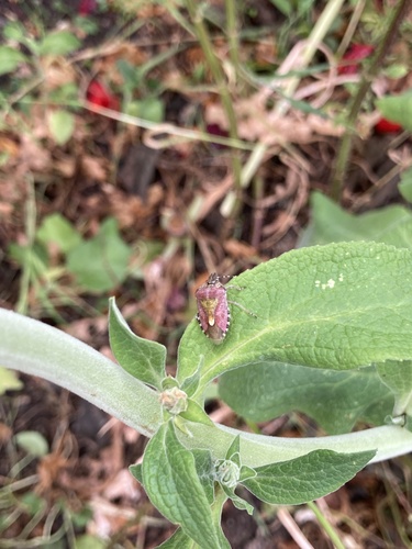Sloe Bug