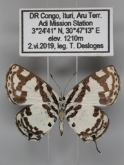 Tuxentius cretosus usemia