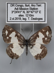 Tuxentius cretosus usemia
