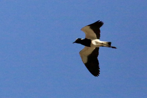 Blacksmith Lapwing