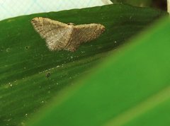 Idaea costiguttata