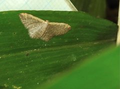 Idaea costiguttata