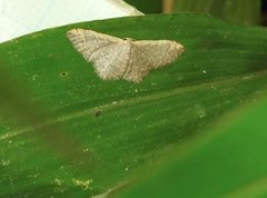 Idaea costiguttata