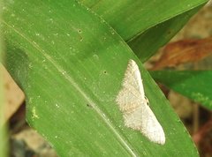 Idaea costiguttata