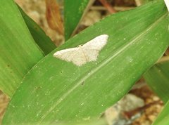 Idaea costiguttata