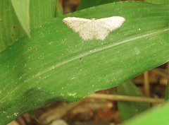 Idaea costiguttata