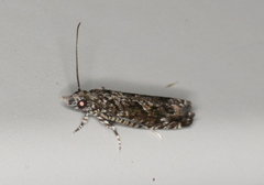 Holocola triangulana