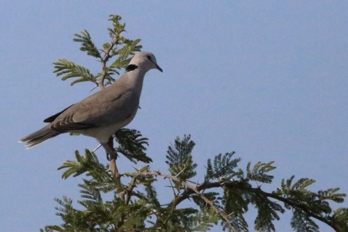 Cape Turtle Dove
