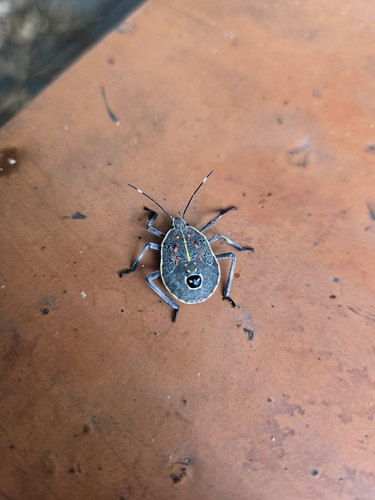 Yellow-spotted Stink Bug
