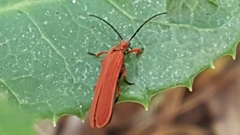 Dictyoptera simplicipes