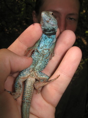 Many-Lined Whiptail photo 2