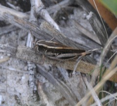 Macrotona