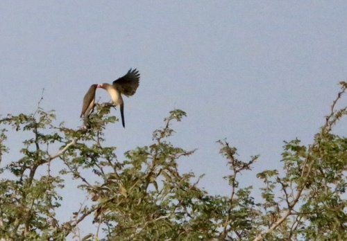Red-billed Oxpecker