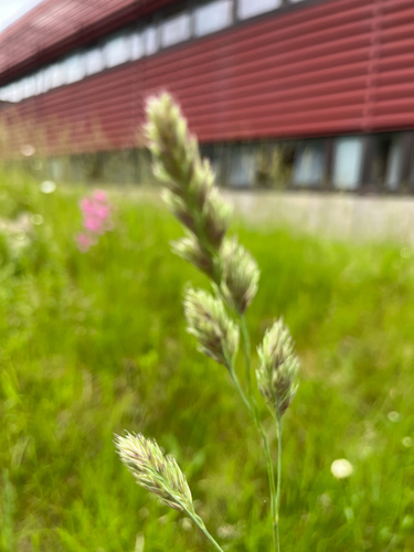 orchard grass